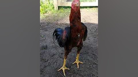 Saib lau qaib thaib ua si