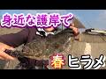 身近な護岸で春ヒラメを狙う！