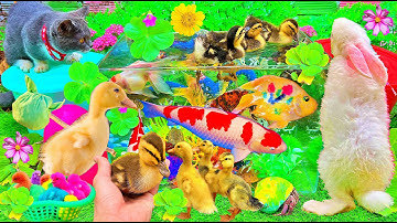 Chuyến Phiêu Lưu Cùng Các Loài Động Vật Dễ Thương: Mèo🐱, Cua🦀, Rùa🐢, Cá Koi🐠, Cá Vàng🐟, Thỏ, Vịt Con