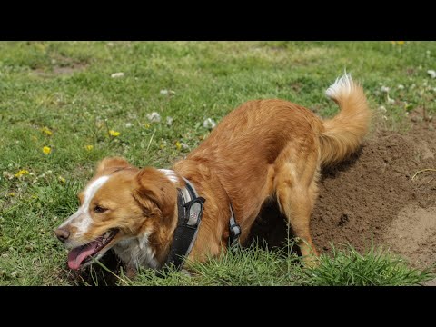 ¿Por qué mi perro hace pozos en el patio y cómo lo evito? hqdefault