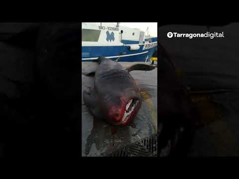 Pescan por accidente unha quenlla peregrina de sete metros en Tarragona