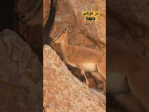 بزکوهی بر فراز صخره ها 