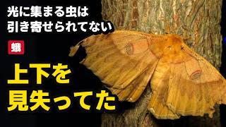 Moths | It Wasn’t Because They Were 'Drawn' to the Light
