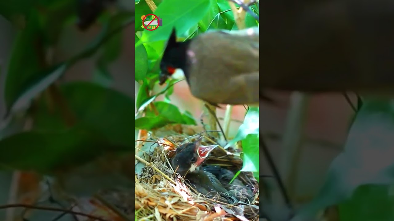 Nurturing Love: Mother Birds Feeding Chicks 🐦❤️ 