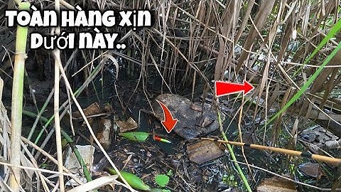 Tập 155 - Câu Cá Rô Đồng Mùa Mưa, Bão Trúng Luồng Cá Lớn Cỡ Này Giật Đã Tay