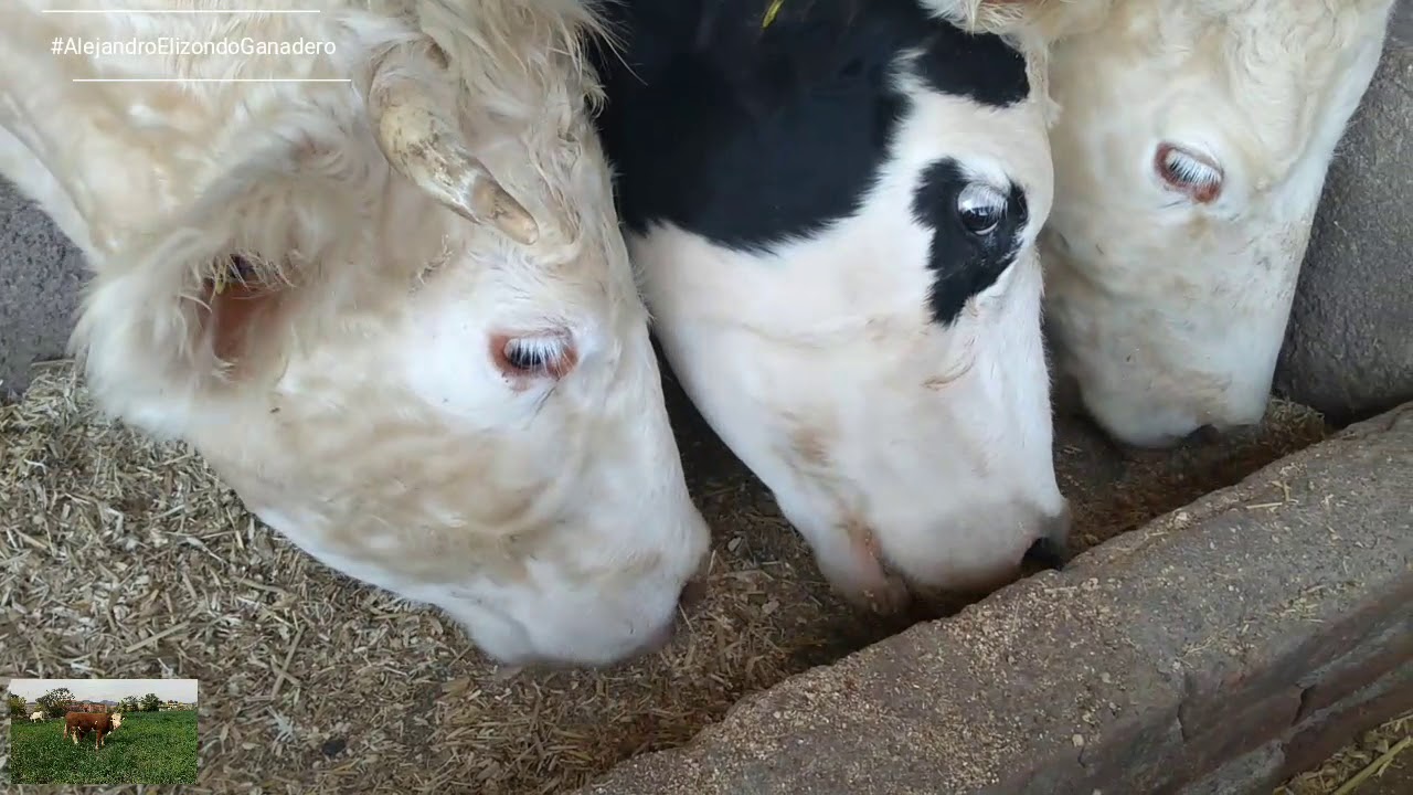 FÓRMULA PARA VACAS DE CRÍA