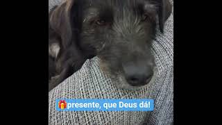 Presente 🎁 que Deus dá!🐾 #viralata  #petsfofinhos #viralatas #cachorro  #pets  #doguinho
