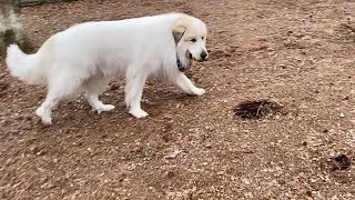 お母さんに何度も追いかけっこを仕掛けるアランです　Great Pyrenees　グレートピレニーズ