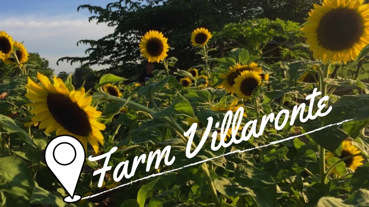 SUNFLOWER FARM 🌻 San Antonio, Nueva Ecija YouTube