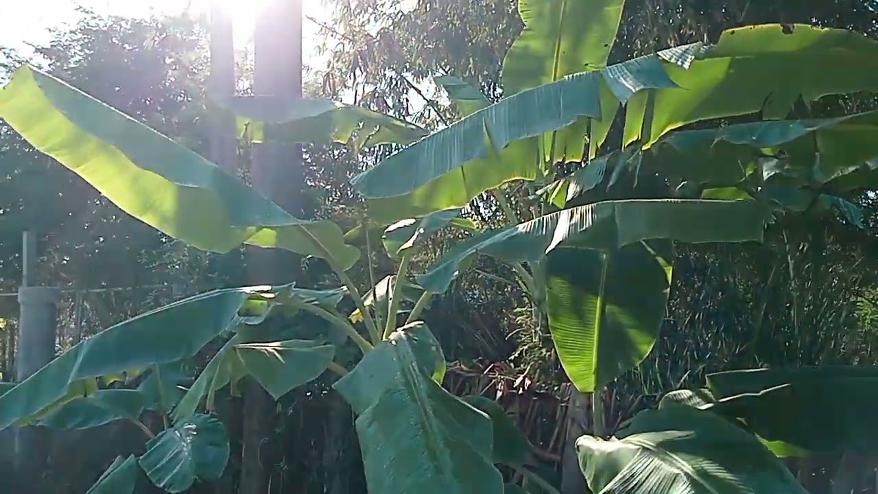 สวัสดีค่ะวันนี้พามาชมสวนของเราค่ะ 