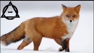Red fox therian edit-Runaway(AURORA)