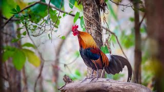 Tiếng gà rừng gáy cà lăm hay nhất 2026 @ThuVuiVaDamMe98