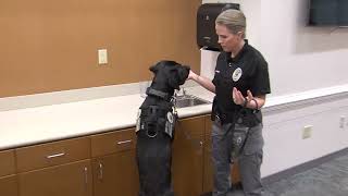 K9 Quincy, Police Electronic Storage Detection Canine
