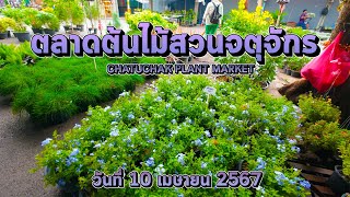 ตลาดต้นไม้สวนจตุจักร CHATUCHAK PLANT MARKET | 10/04/2567