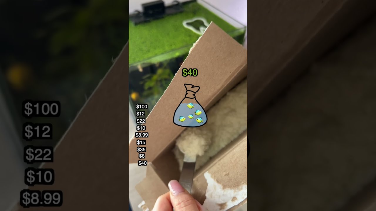 How Much Do Pet Fish Cost 