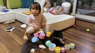 娘の遊びに静かに付き合ってくれる猫　ラガマフィン　A cat to play with daughter. Ragamuffin.