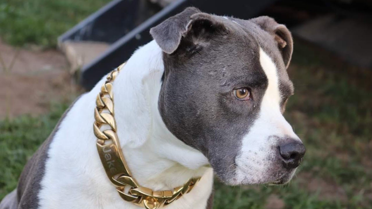 “Can’t Sleep? Hang Out — Late Night Stream”