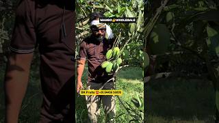 Mango wholesale 🥭 #mangowholesale #mango #mangobusiness #nepal #fruit #haryana #punjab #trending
