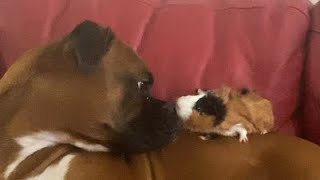 Boxer Dog Loves His Guinea Pigs! by Brock the Boxer TV 1,477 views 1 year ago 1 minute