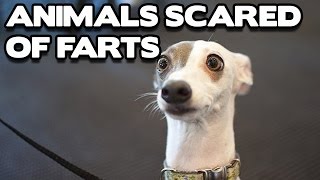 Funny Animals Scared of Farts Compilation! (BEST FUNNY ANIMAL COMPILATION)