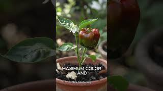 🫑 Grow Bell Peppers in Containers — Complete Begi
