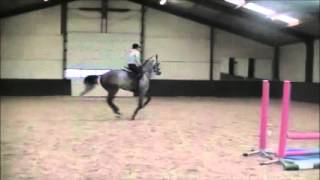 6yo KWPN gelding flatwork