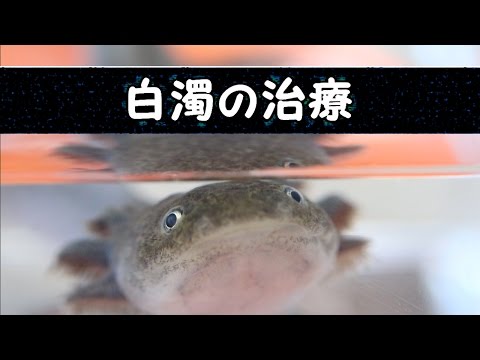 白濁の治療 ウーパールーパー 目が白い 病気 Axolotl Youtube