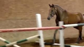 Fanfare VT - first time free jumping