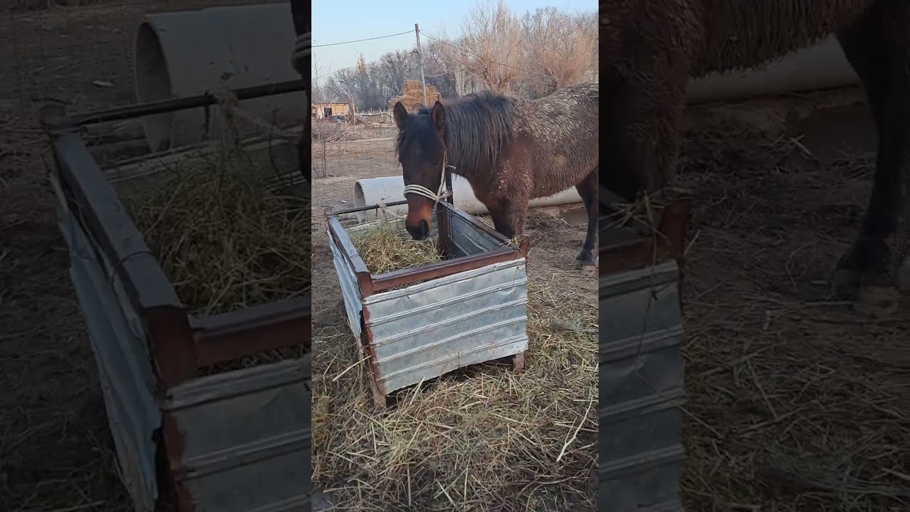 Ауыл тіршілігі. Рамазан айы құтты болсын! 