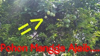 Pohon Mangga Ajaib