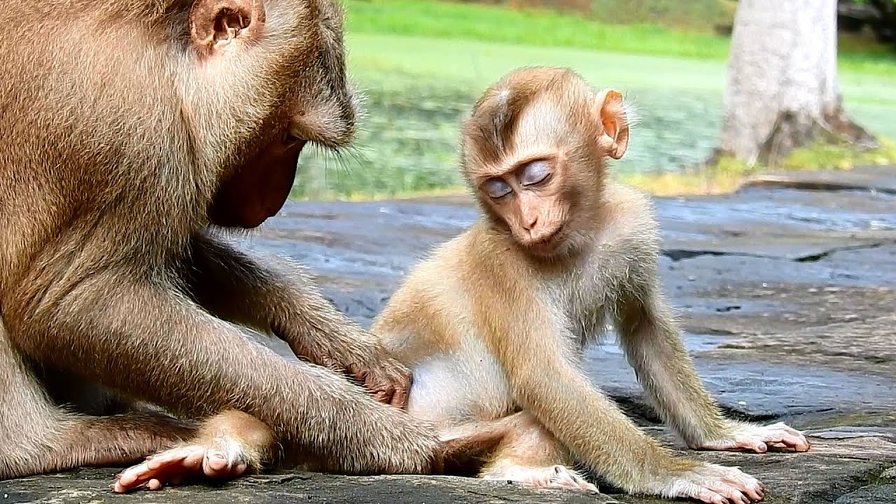Wow! Grandma Ashley grooming baby until fall asleep, It is very sweet monkey grooming