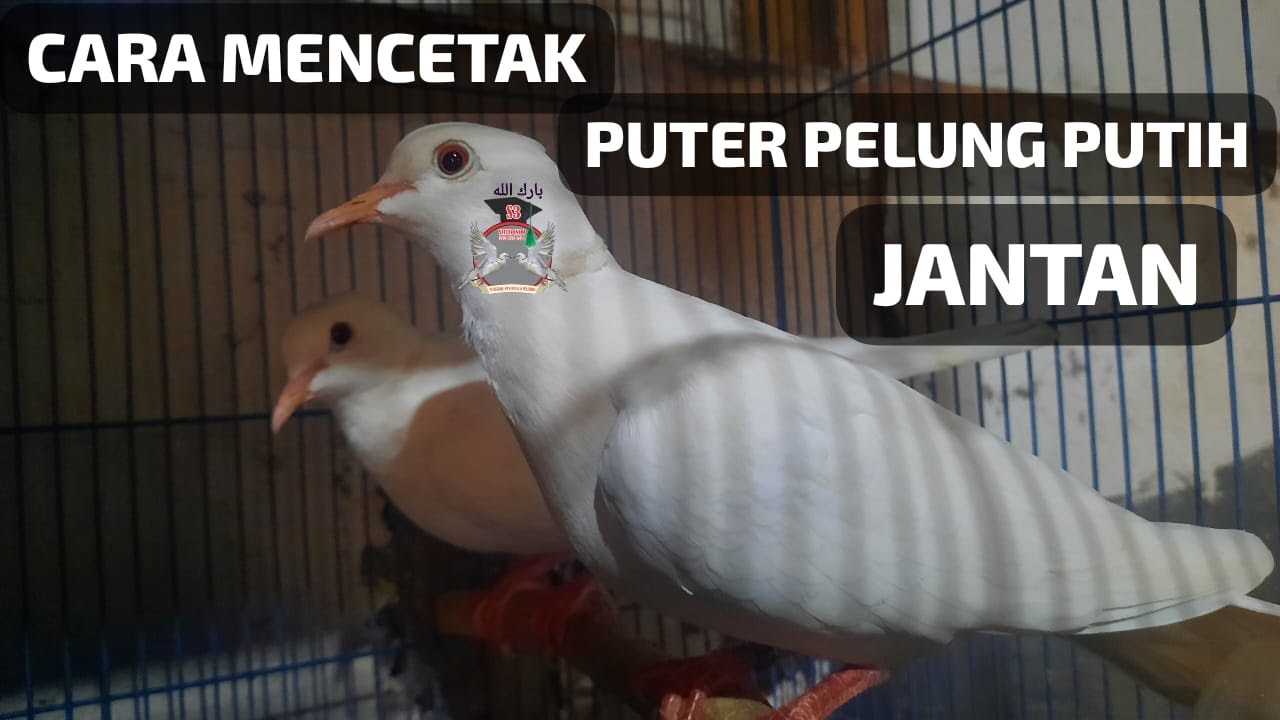 Cara Mencetak Puter Pelung Putih Jantan #puterpelung #puterpelungsuarapanjang #puterpelungputih