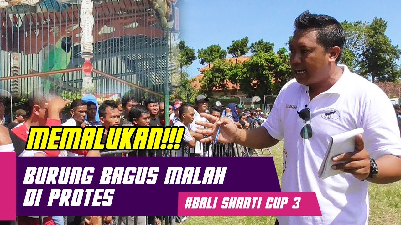 BALI SHANTI CUP 3 : MEMALUKAN!! Burung Bagus KOK di PROTES?