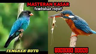 Download Lagu Masteran Kasar Tembakan Rapat Untuk Murai Batu || Tengkek Buto vs Tengkek Udang MP3