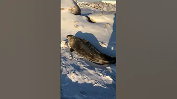Тюлень крабоед)