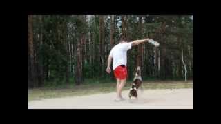 Apbt Never Say Never Mokko Sweet Pit Must Survive Май 2012 Г
