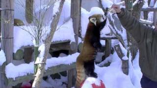りんご大好きレッサーパンダ