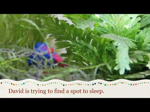 Betta fish sleeping on leaf 4K HD - YouTube