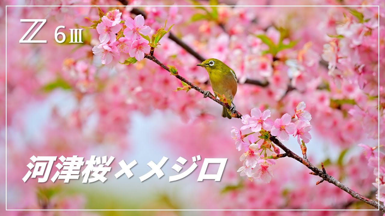 I took some quick photos of Sakujiro (Kawazu cherry blossoms