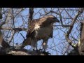 Red Tailed Hawk Juvenile Learning to Hunt