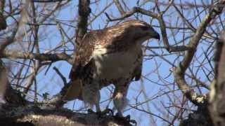 Red Tailed Hawk Juvenile Learning to Hunt by nwwmark 46,607 views 11 years ago 8 minutes, 38 seconds