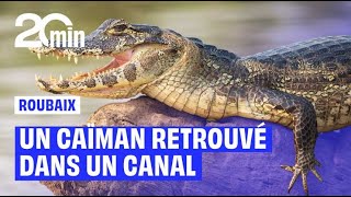Un Pêcheur Remonte Un Caïman Mort Dans Le Canal De Roubaix