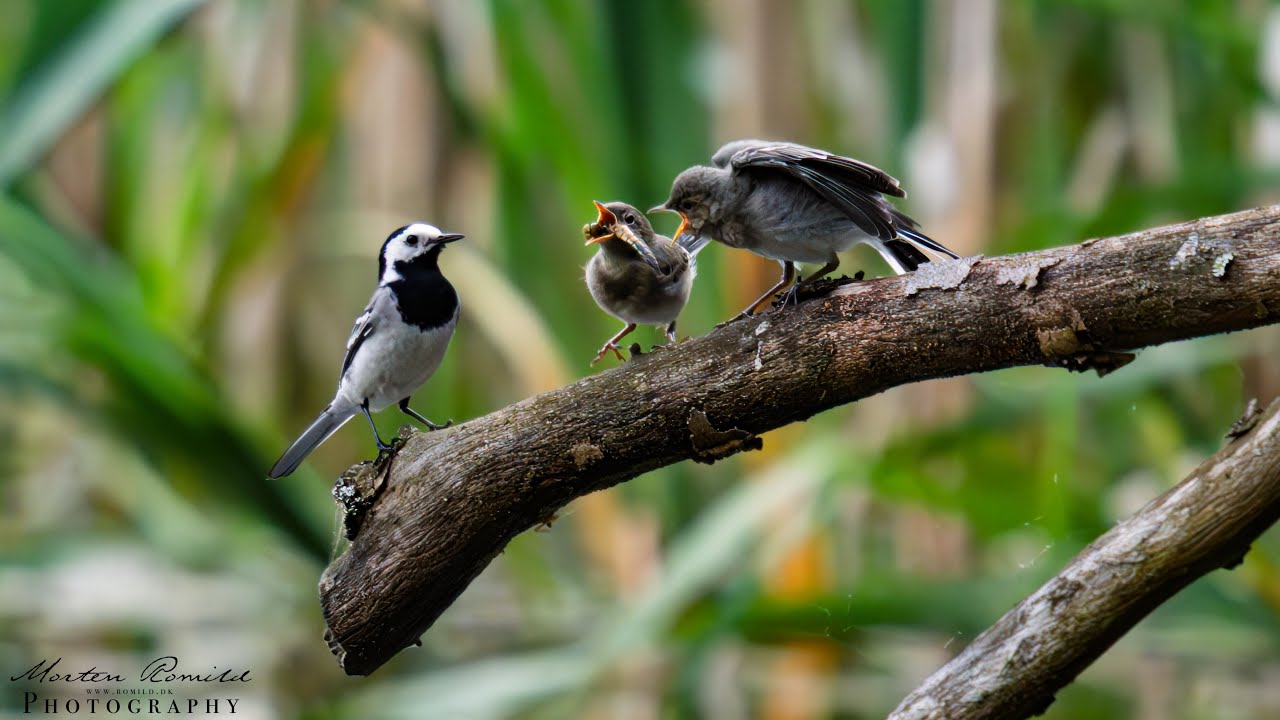 Hvid vipstjert  fodrer unger (Motacilla alba)