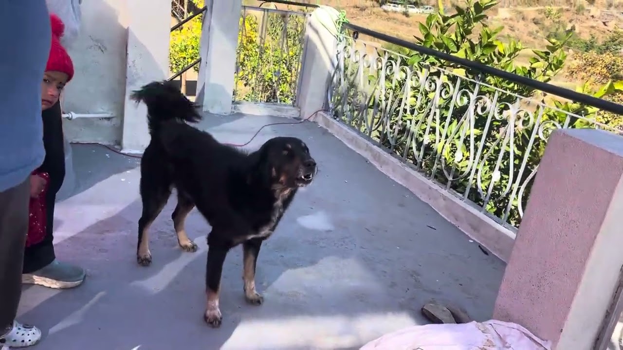 Drone videography in Kulyani and village Dog reaction to it, funny video. 