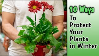 How to Protect Your Plants in Winter | 10 Easy Winter Gardening Tips