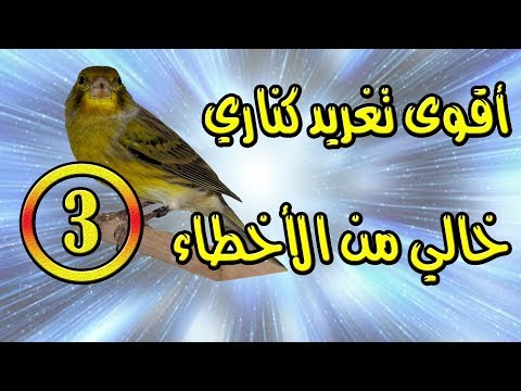 تغريد كناري رائع جدا و بدون أخطاء  