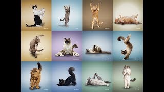 Домашние животные, которые «занимаются йогой» Домашние животные, которые «занимаются йогой»