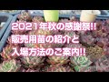 【多肉植物】2021年秋の感謝祭!!販売用苗の紹介と入場方法のご案内!!【succulent】トロピカルガーデン