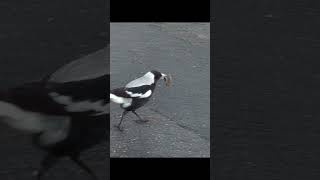 MURDERER pt2 @AdelaideBotanicGdn #adelaide #birds #jesusisking #nature #australianmade