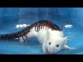15 Most Dangerous Creatures In The World!